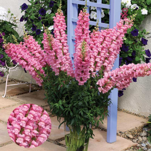 E56. Lielā lauvmutīte - Overture Pink