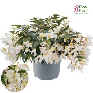 C6. Begonija - Groovy White