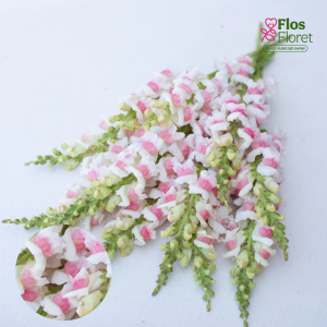 E57. Lielā lauvmutīte - Potomac Appleblossom