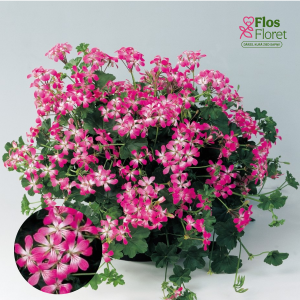 D52. Vairogveida pelargonija - Classic Single Ville de Paris Brilliant