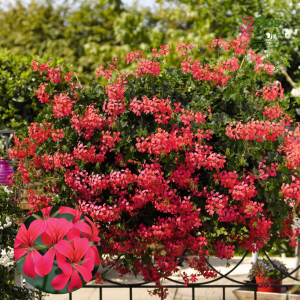 D53. Vairogveida pelargonija - Classic Single Ville de Paris Strawberry