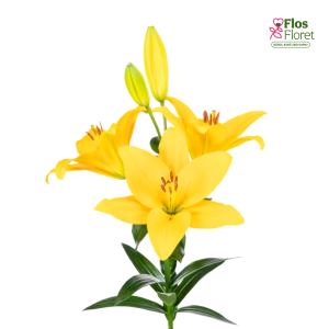 72A. - Lilija - TA DOWNTOWN