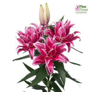 73A. - Lilija - OR Double Fantasy