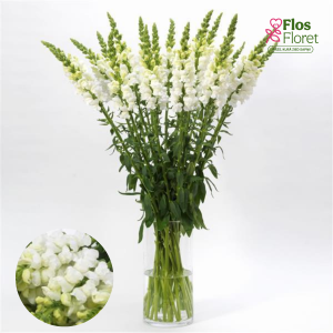 E63. Lielā lauvmutīte - Potomac Early White