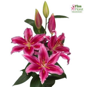 74A. - Lilija - OR Peter Schenk