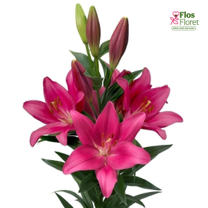 75A. - Lilija - LA Lively