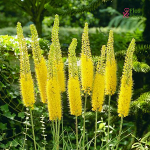 Eremūrs - Yellow giant