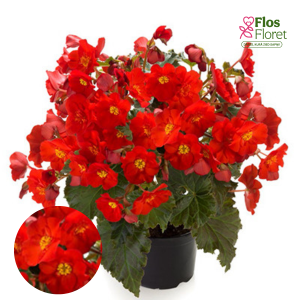 C78. Begonija, solēnija - Dreams Garden MacaRouge