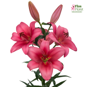 77A. - Lilija - TA Merlingh 107A.