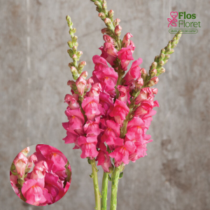 E70. Lielā lauvmutīte - Potomac Rose