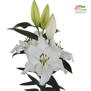81A. - Lilija - OR BRESSO