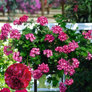 D63. Vairogveida pelargonija - Atlantic Burgundy Blaze (Great Balls of Fire Burgundy Blaze)