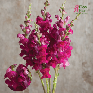 E71. Lielā lauvmutīte - Potomac Royal