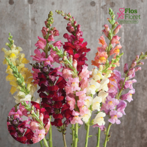 E76. Lielā lauvmutīte - Rocket Mix