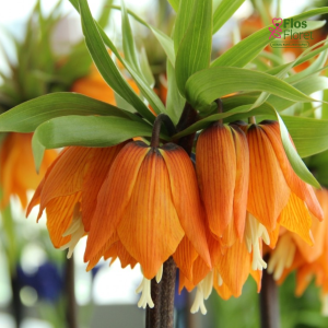 Fritilārija - Garland star imperialis