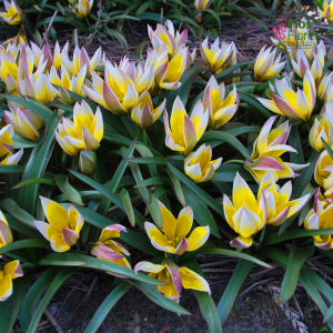 Tulpe - Tarda dasystemon