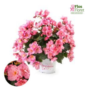 C70. Begonija, solēnija - BK Collection Glory Pink
