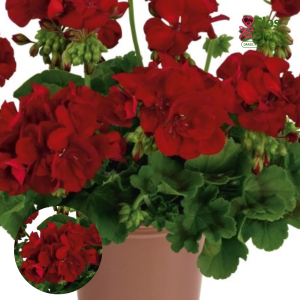 E77. Joslu pelargonija - Fantastic Midnight Red