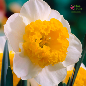 Narcise - CURLY