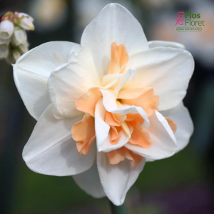 Narcise - DELNASHAUGH