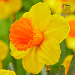 Narcise - DUNSTANS FIRE (JAUNUMS)