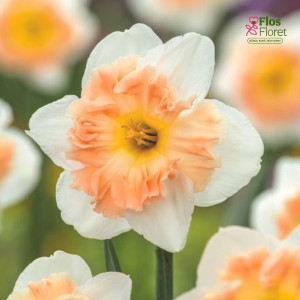 Narcise - EASTER PARTY (JAUNUMS)