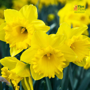 Narcise - DUTCH MASTER