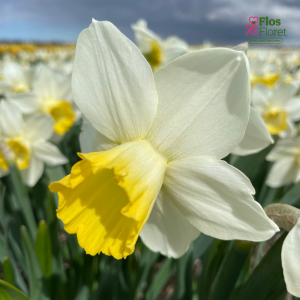 Narcises - EVERY DAY