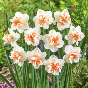 Narcise - EXTRAVAGANZA