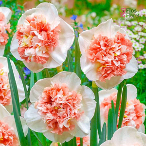 Narcise - FIRE DRILL