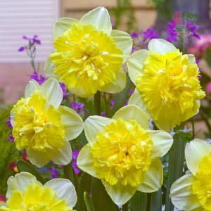 Narcise - FULL HOUSE