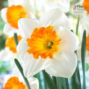 Narcise - GENTLE GIANT