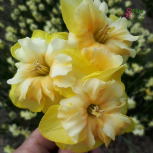 Narcise - HARPSICHORD