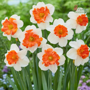 Narcise - HEARTBEAT (JAUNUMS)