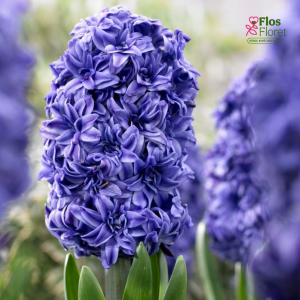 Hiacinte - ROYAL NAVY