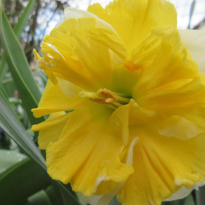 Narcises - KS CHOICE (JAUNUMS)