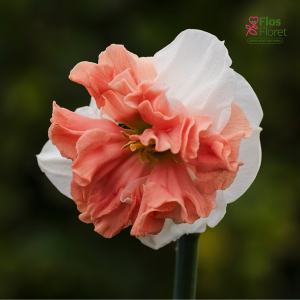 Narcise - NIGHT LIFE