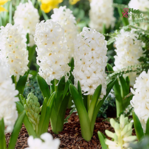 Hiacinte - TOP WHITE