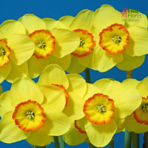 Narcise - PACIFIC RIM