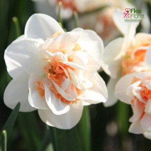 Narcise - PINK PARADISE