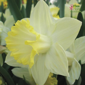 Narcise - PISTACHIO