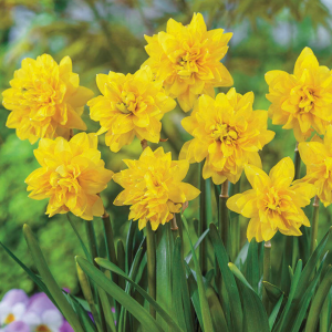 Narcise - TETE-BOUCLE