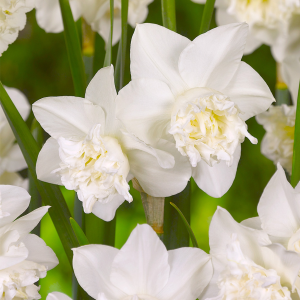 Narcise - WHITE MARVEL