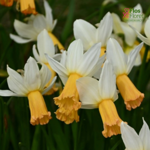 Narcise - WINTER WALTZ