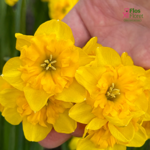 Narcise - YELLOW PARROT (Jaunums)