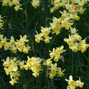 Narcise - Angels whisper