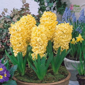 Hiacinte - YELLOW QUEEN