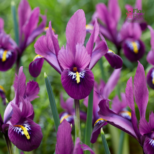 Tīklainais Īriss - REJOICE