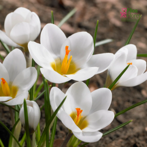 Krokuss - Ard schenk chrysanthus