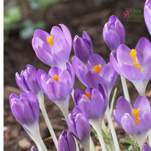 Krokuss - Barr's purple tommasianus